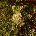 Solenostemma oleifolium Flower