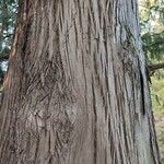 Cupressus torulosa Bark