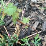 Acer glabrum Foglia