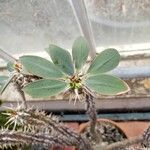 Euphorbia fianarantsoae Φύλλο