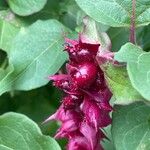 Leycesteria formosa Hedelmä