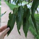 Quercus acutissimaBlad