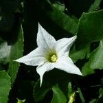 Coccinia grandis Flower