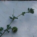 Medicago rigidula Mosusu