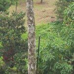 Cyathea arborea Corteza