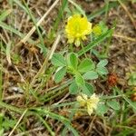 Trifolium campestre Hoja