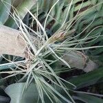 Tillandsia schiedeana 葉