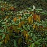 Rhododendron campanulatum Natur