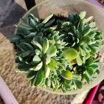 Aeonium castello-paivae Blad