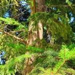 Abies holophylla Hábito
