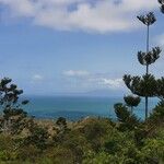 Araucaria cunninghamii Folha