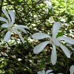 Magnolia stellata Çiçek