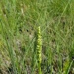 Platanthera flava Λουλούδι