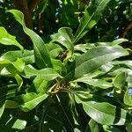 Stenocarpus sinuatus Levél
