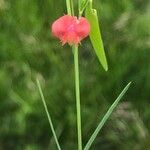 Lathyrus sphaericus Floare