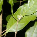 Cassipourea guianensis Flower