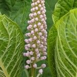 Phytolacca acinosa Žiedas