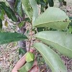 Annona montana Gyümölcs