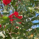 Sorbus americana Vaisius