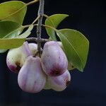 Syzygium guineense Fruto