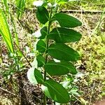 Sium latifolium Hoja