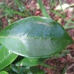 Coffea mauritiana Leaf