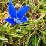Gentiana sierrae Flower