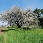 Prunus cerasusFlower