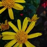 Euryops chrysanthemoides Fiore