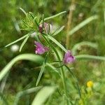 Misopates orontium Flower