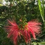 Calliandra houstoniana Çiçek