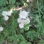 Astrantia majorFlor