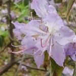 Rhododendron augustinii Flower