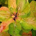 Cotinus coggygria Leaf