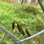 Vicia tetrasperma Fruit