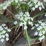 Cervaria rivini Flower