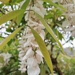 Wisteria floribunda Flor