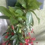 Ardisia crenata Blad