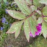 Paeonia × suffruticosa Листок