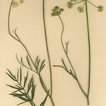 Dichoropetalum carvifolia Kvet