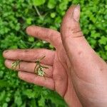 Cardamine parviflora Blomst