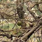 Aegle marmelos Fruit