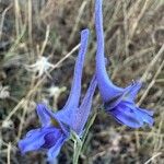 Delphinium gracile Floare