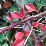 Cotoneaster horizontalis Levél