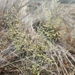 Eragrostis minor Blomst