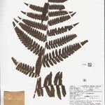 Cyathea surinamensis 叶