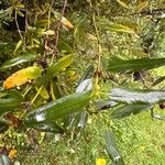Eucryphia lucida Hoja