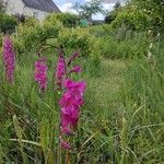 Gladiolus palustris Blüte