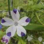 Nemophila maculata Floare