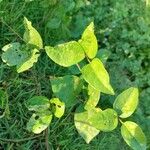 Vigna luteola Blatt